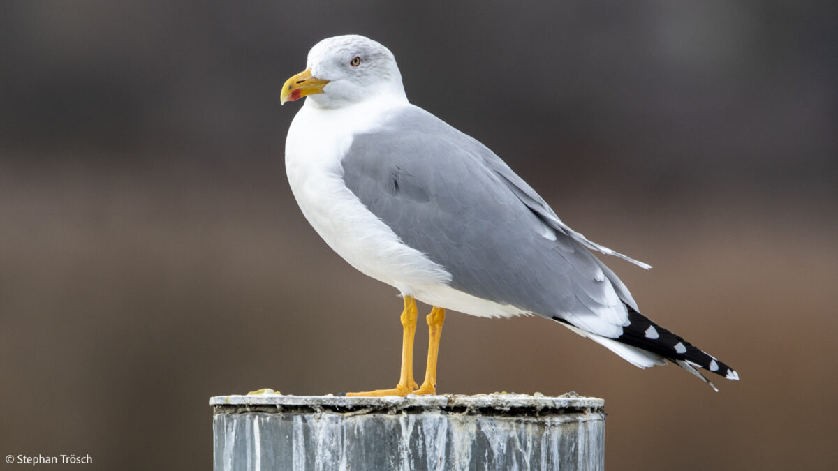 2017-12-03 13-36-01 0004_X1600