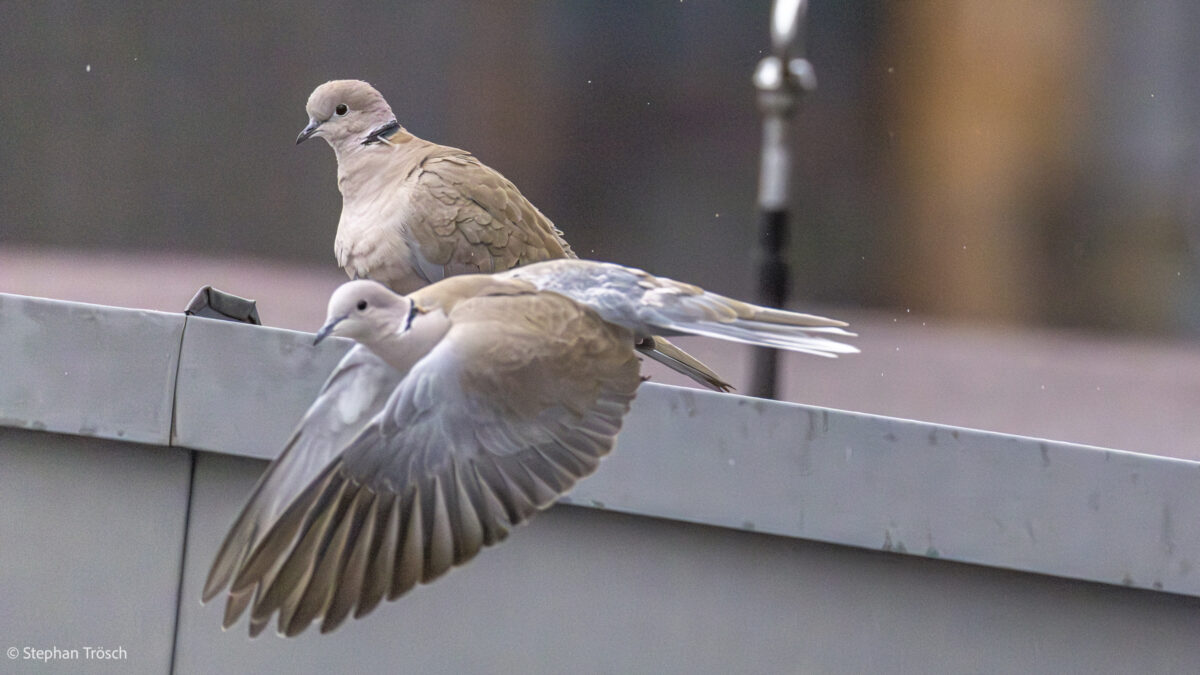 _55A6491-Verbessert-RR_X2400