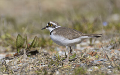 2024-03-26_143605_0319_X2400