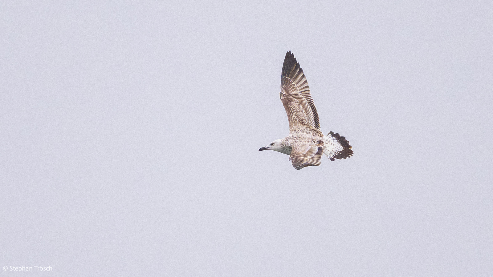 Steppenmöwe, 1. Winter