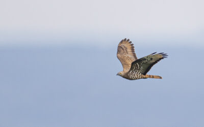 Wespenbussard